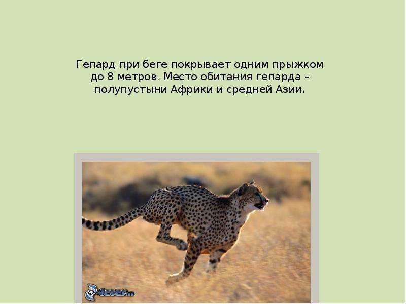 Кошка породы африканская дикая