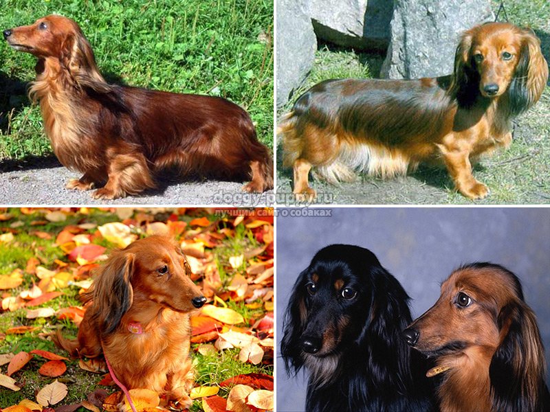 Собака такса: полная характеристика породы, 6 минусов