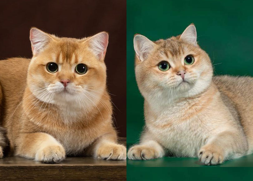 Британская золотая кошка (17 фото): особенности золотистого окраса и описание породы, тонкости ухода за взрослыми котами и котятами