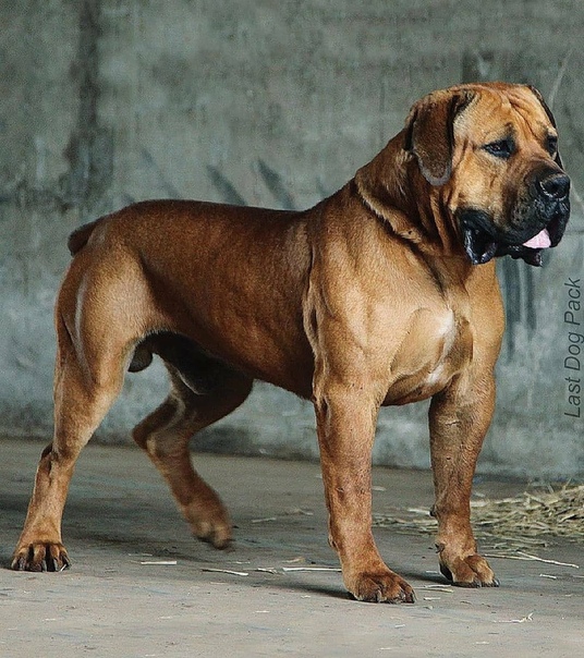Большие породы собак: список представителей с фото