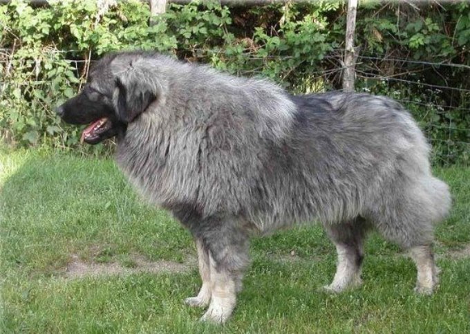 Южнорусская овчарка — стоимость и описание породы. характеристика собак и их содержание (105 фото и видео)