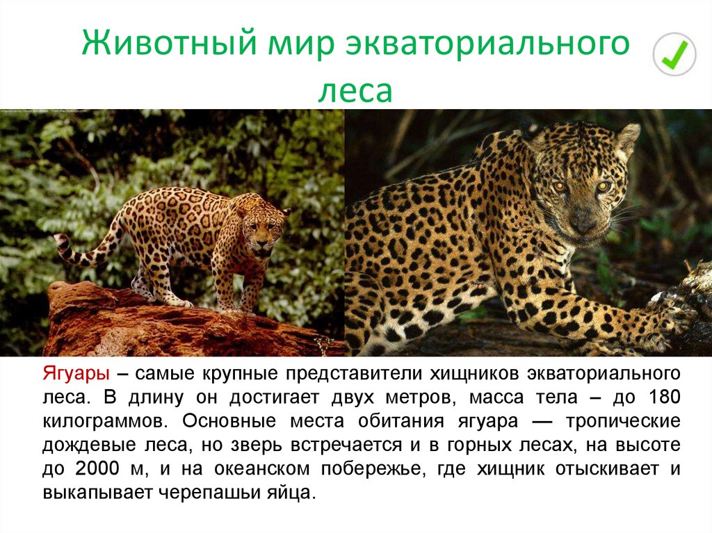Научный текст про ягуара. Информация о животных. Интересные описание животных. Животных влажных лесов. Информация о Ягуаре.