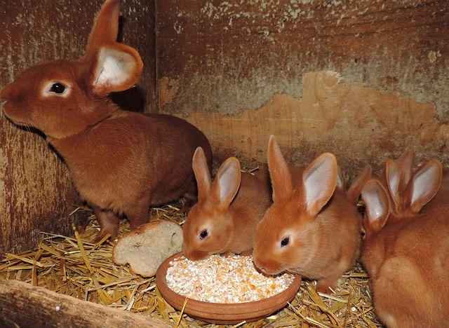 Выращивание бургундских кроликов и уход за ними