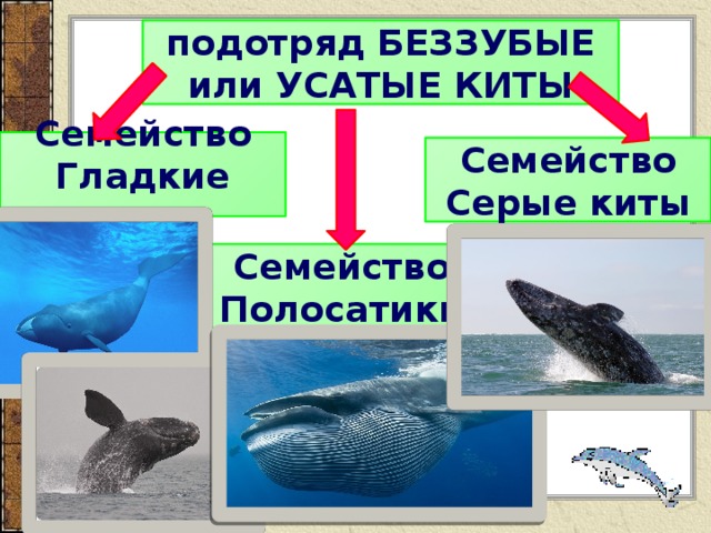 Усатые или беззубые киты