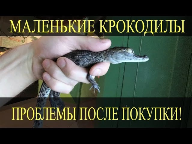 Коли крокодил - инструкция по применению | мединструкция
