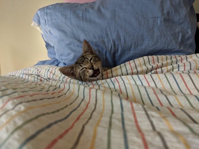 Котенок гадит на кровать - что делать
