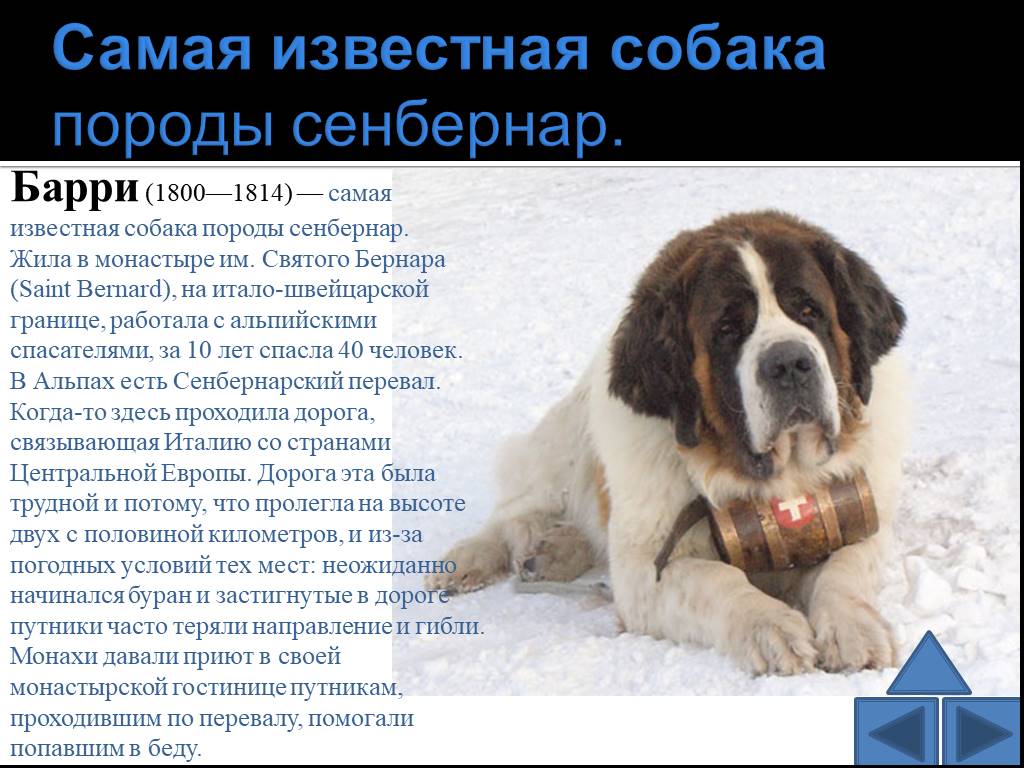 Сенбернар: история, стандарт породы, особенности содержания и уход (+ фото)