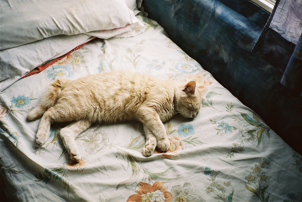 Почему кошка гадит на кровать хозяина? топ причин