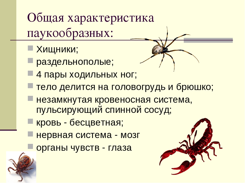 Какой тип развития характерен для паука охотника каемчатого изображенного на рисунке