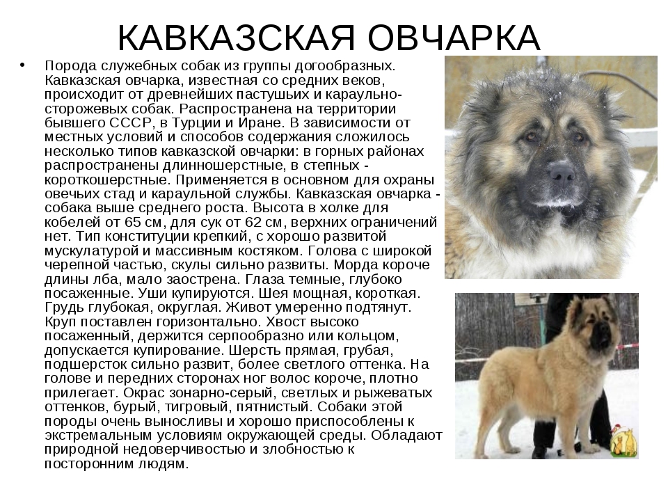 Кавказская овчарка собака. описание, особенности, уход и цена кавказской овчарки