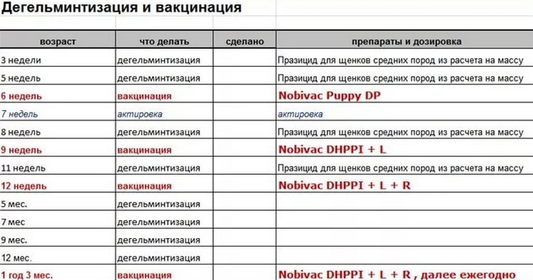 Глистогонное для собак – всё что нужно знать владельцу