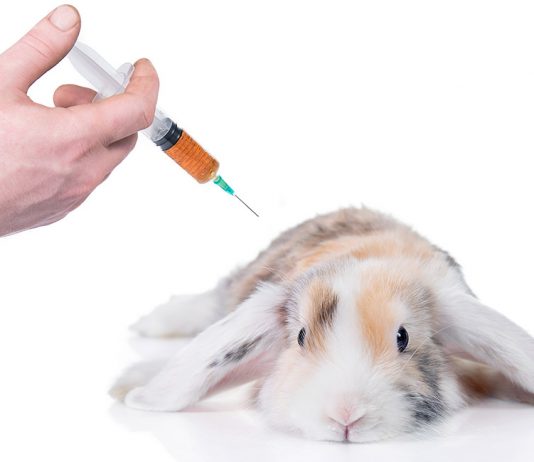 Прививки декоративным кроликам – вакцина от миксоматоза и вгбк