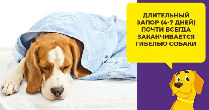 Запор у собаки - что делать в домашних условиях