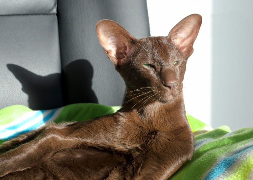Ориентальная кошка: фото, характер, описание породы, цены