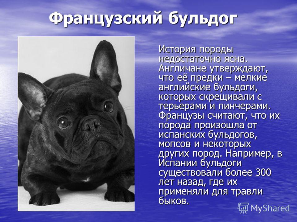 Французский бульдог собака. описание, особенности, уход, содержание и цена породы | живность.ру