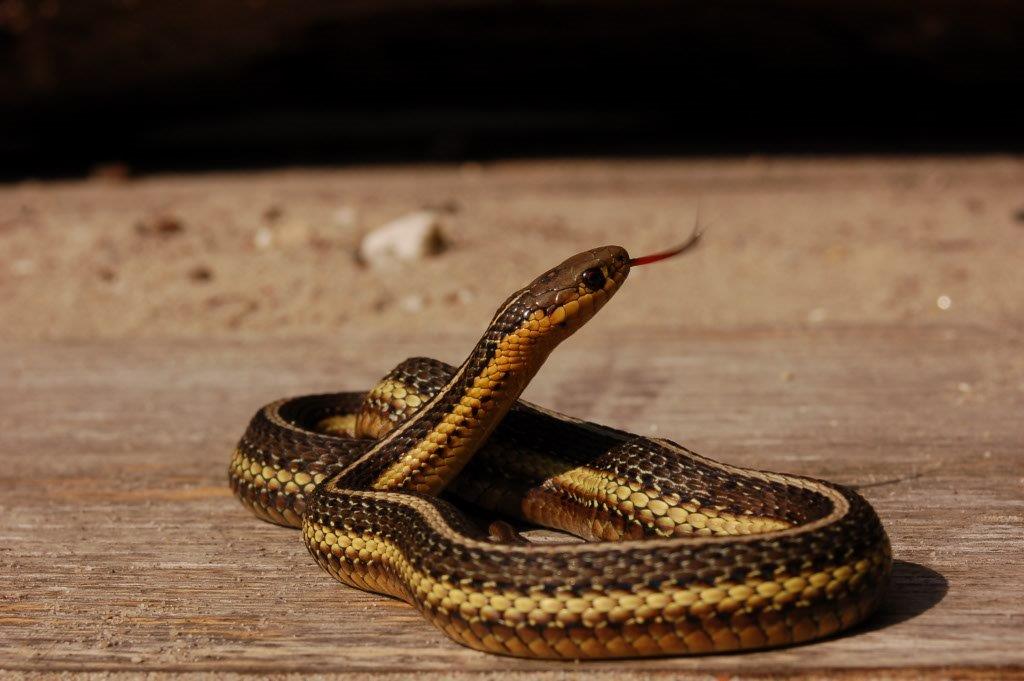 Белый техасский полоз: особенности содержания популярной разновидности змей