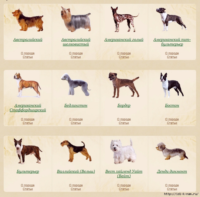 Московская сторожевая собака: все о собаке, фото, описание породы, характер, цена