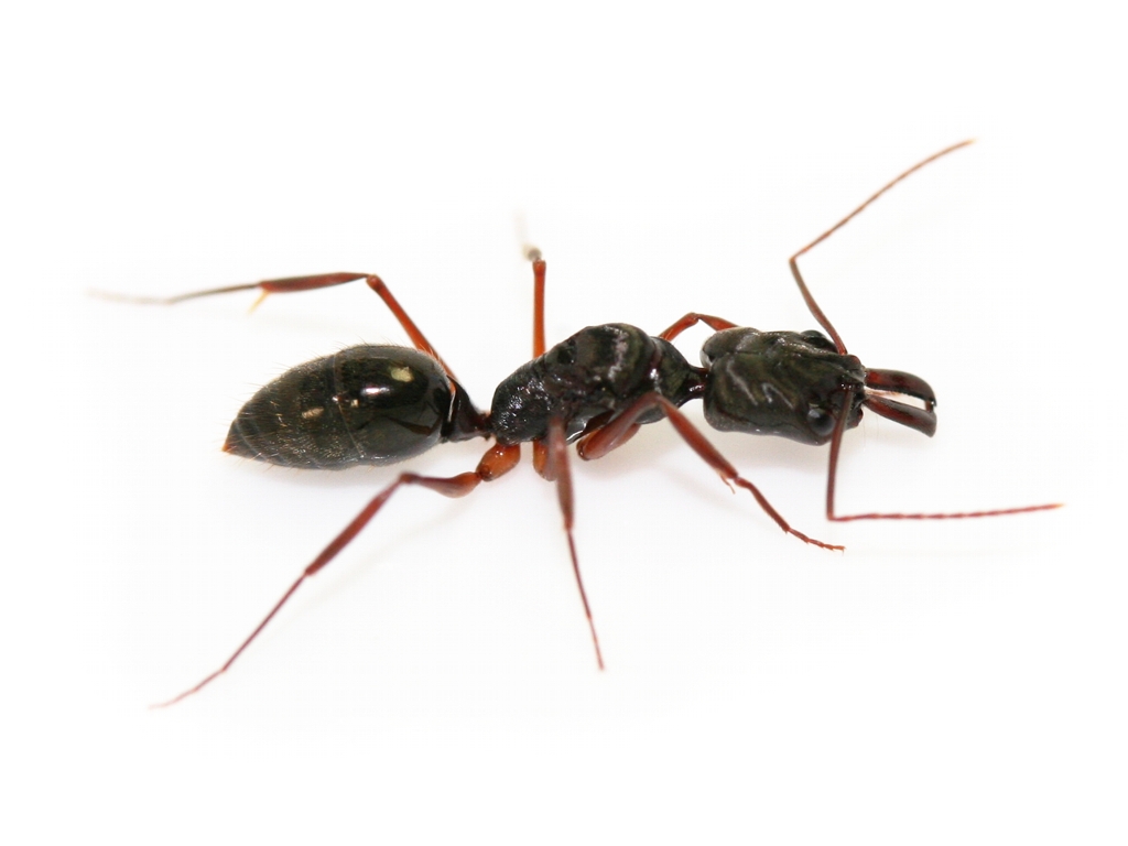 Род odontomachus — муравьи-капканчики — antlabs