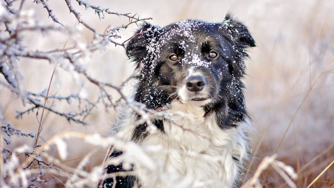 Породы собак не боящихся мороза