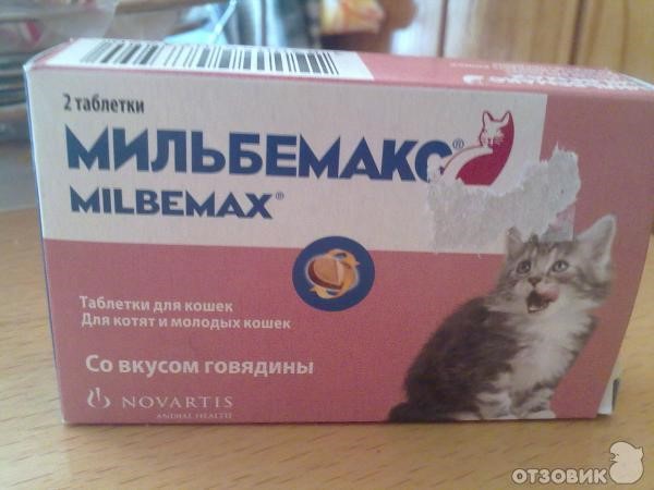 Глистогонное для кошек: какие лучше, препараты, капли на холку