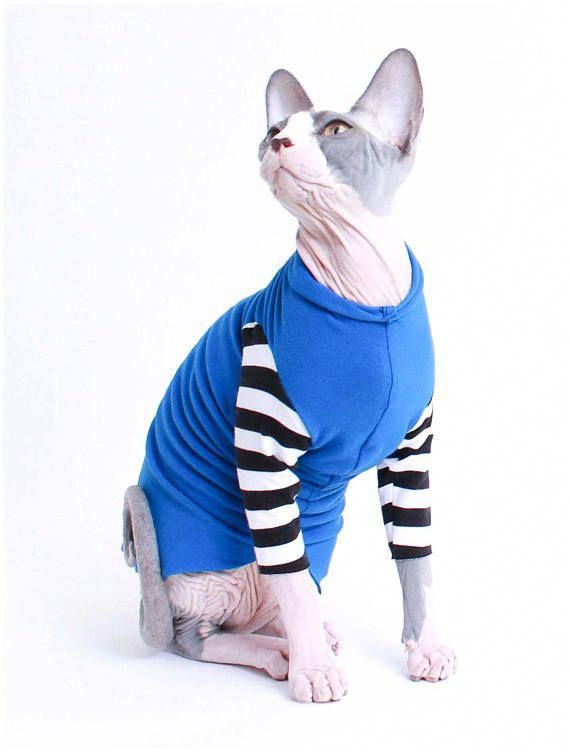 Одежда для кошек: какая бывает и как приучить к ней кота?