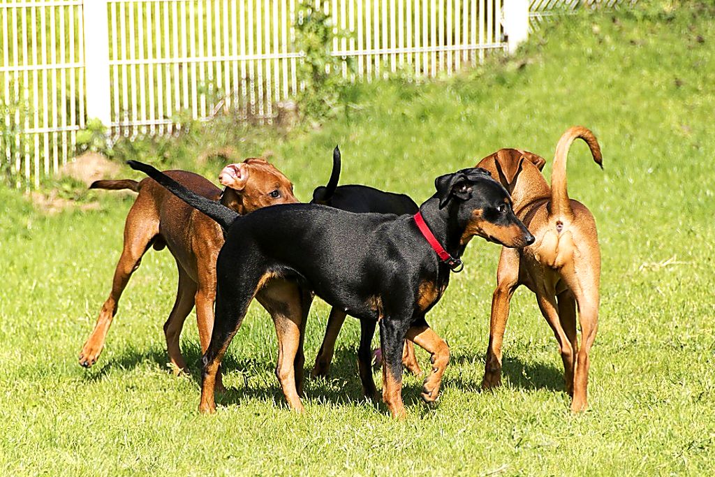 Все породы собак под названием пинчер: особенности характера, ухода и дрессировки