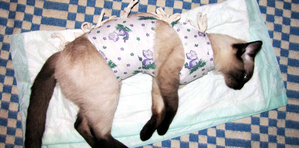 Причины, по которым кошка после стерилизации метит территорию