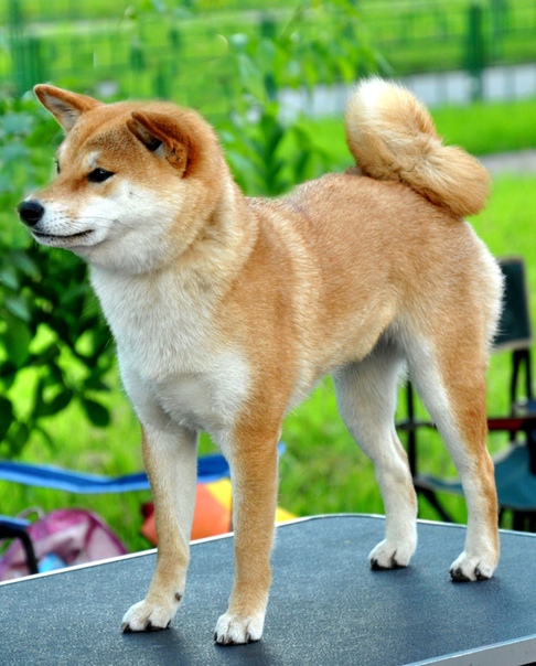 Японский хин ???? фото, описание, характер, факты, плюсы, минусы собаки ✔