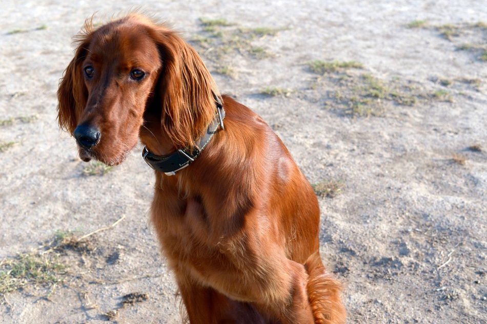 Собака ирландский сеттер: описание породы, золотистый красавец, охотник с мягким характером