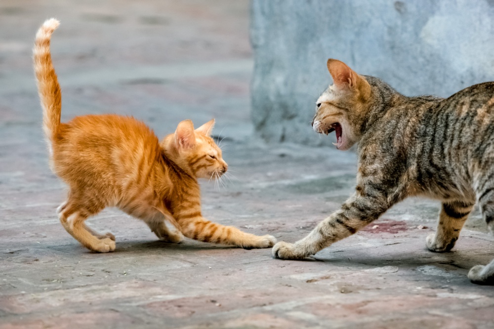 Что означает шипение кошки: самые распространенные причины поведения животного - досуг