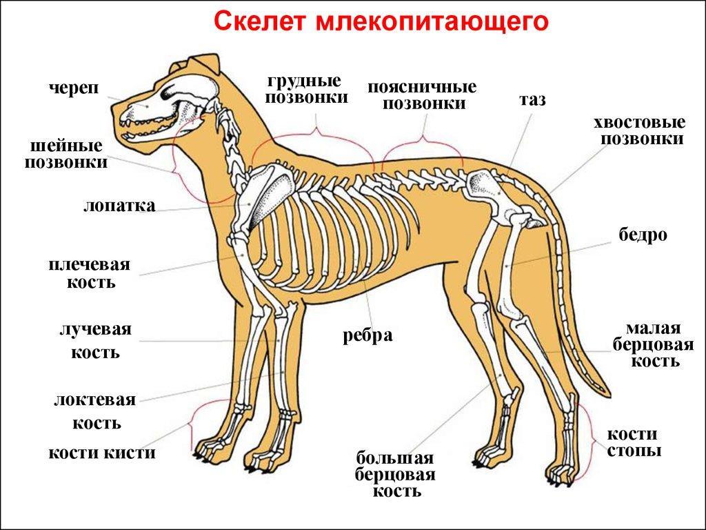 Отделы позвоночника млекопитающих 7. Внутреннее строение млекопитающих скелет. Строение скелета собаки анатомия. Отдел скелет туловища собаки кости. Скелет туловища позвоночник у млекопитающих.