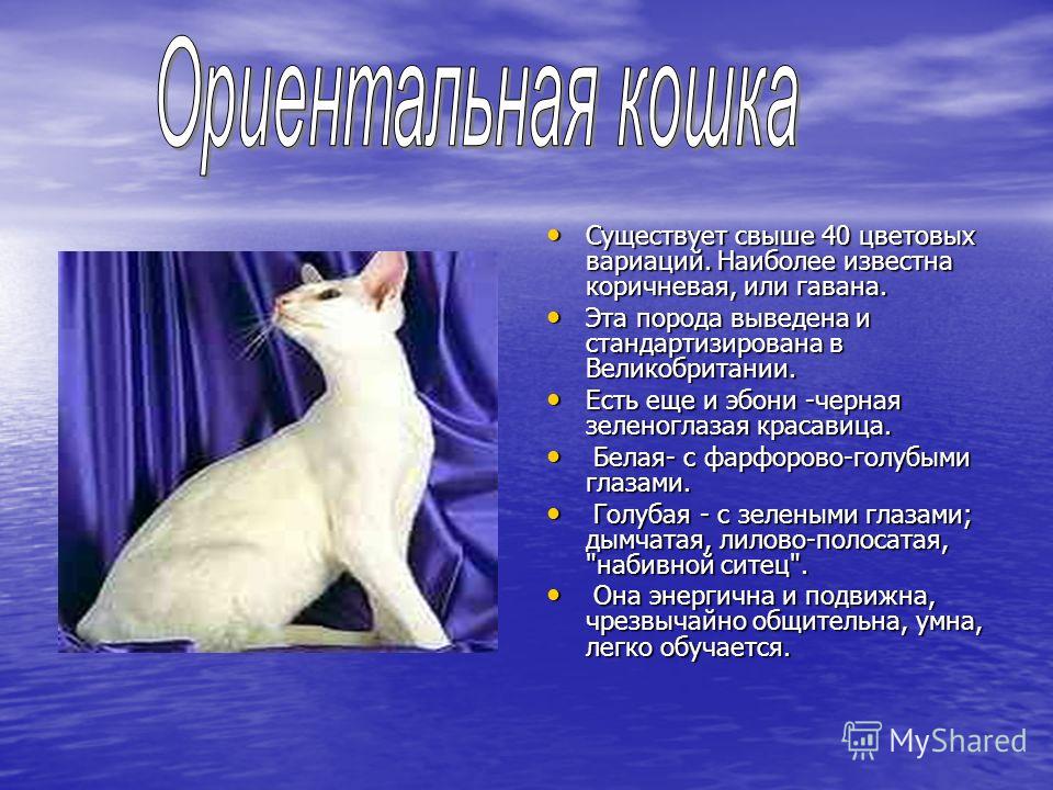 Тиффани - порода кошек - информация и особенностях | хиллс