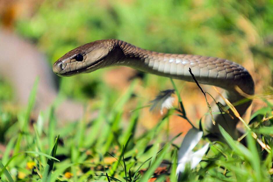Черная мамба — самая ядовитая змея на планете