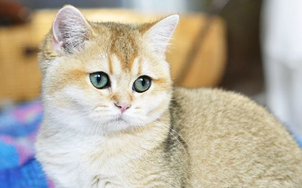 Золотая шиншилла кошка. описание, особенности, уход и цена породы