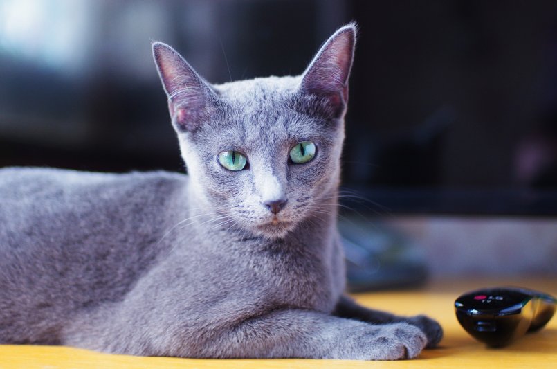 Русская голубая кошка: описание породы и характера, уход