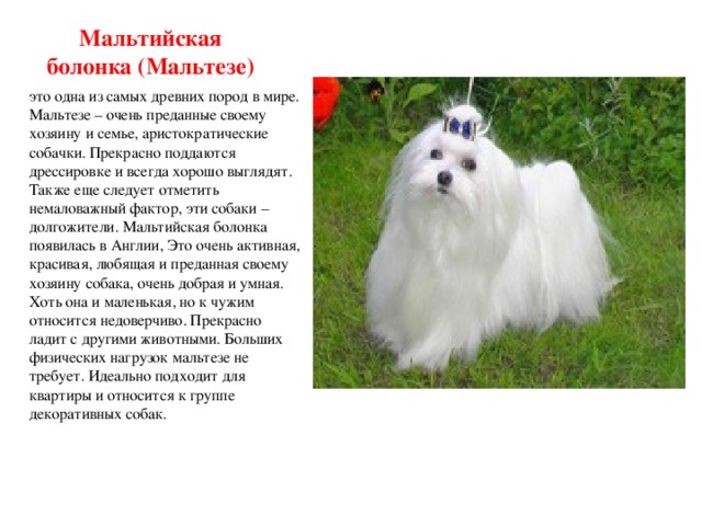 Порода собак болонка с фото и описанием виды содержание, уход цена отзывы