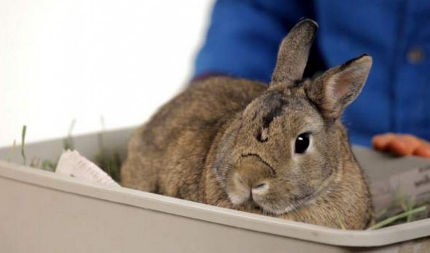 Почему умирают кролики – болезни, которые вызывают мор грызунов