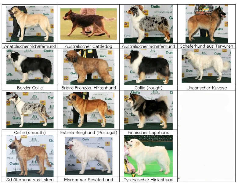 Бордер-колли (48 фото): описание породы, мраморные и рыжие окрасы щенков, характер и размеры собак, отзывы владельцев