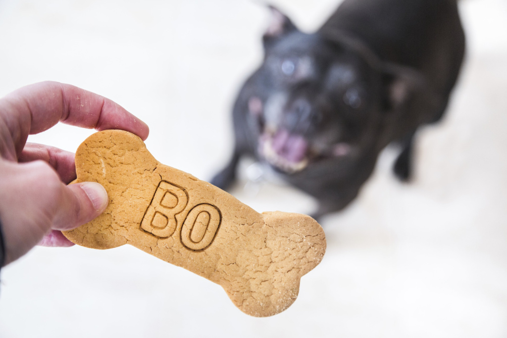 Как приготовить лакомства для собак в домашних условиях: топ 10 видео с пошаговыми рецептами - все курсы онлайн