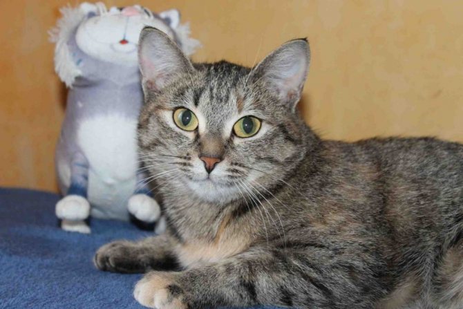 Эгейская кошка (трехцветная): 20+ фото, особенности породы