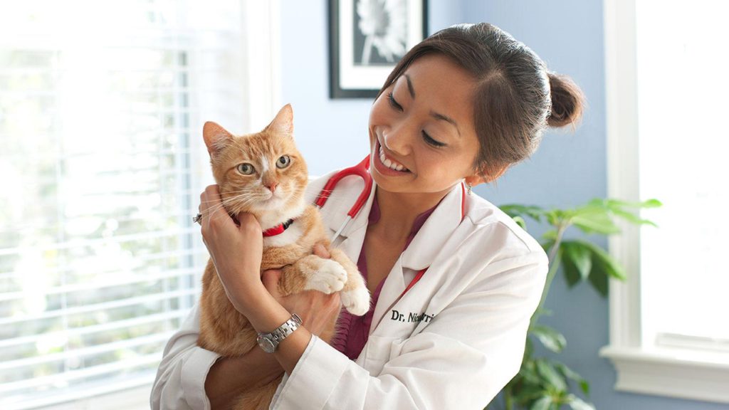 Возможно ли лечение кошек дома?