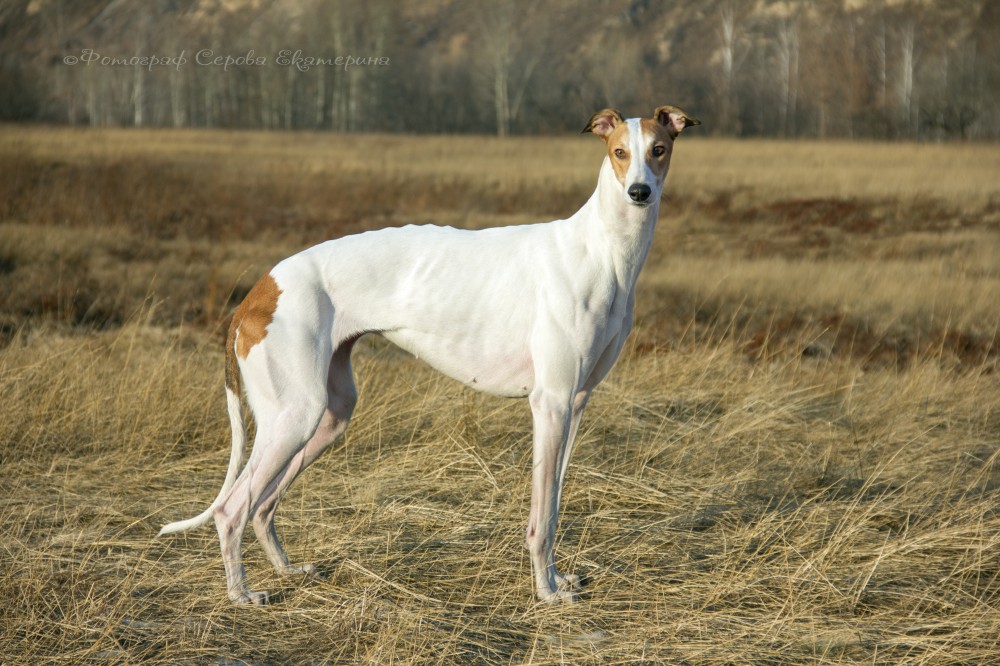 Порода собак русская борзая: фото, видео, описание породы и характер