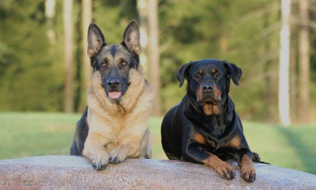 Описание породы ротвейлер: характеристика собак, особенности ухода и отзывы владельцев о своих питомцах