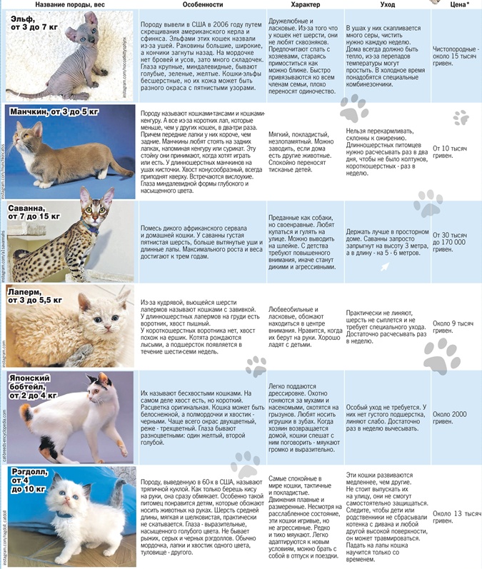 Ориентальная - порода кошек - информация и особенностях | хиллс