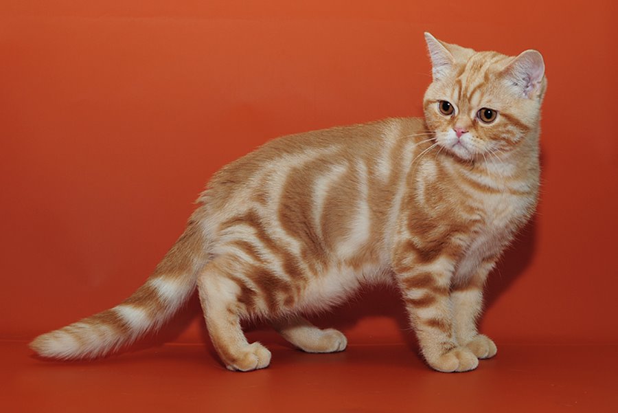 Британская короткошерстная кошка: 110 фото, описание породы, все о характере и кошке, цена, разновидности