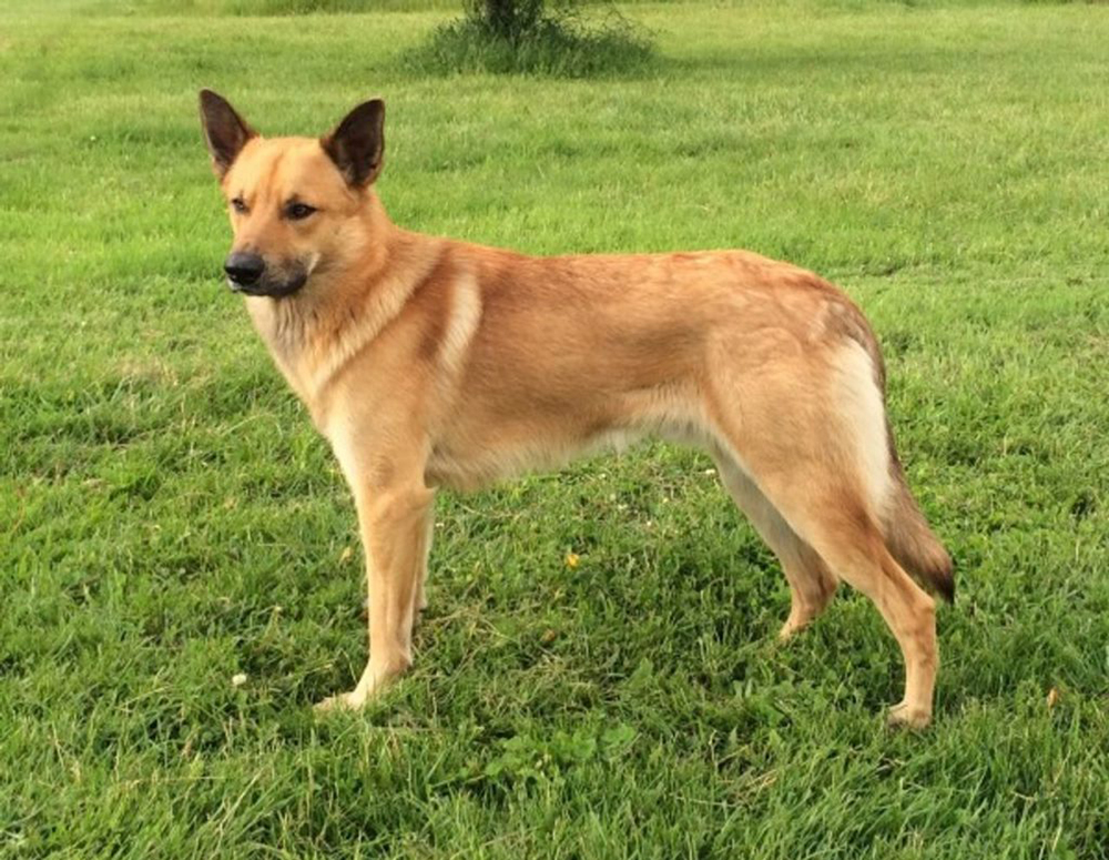 Шарпей собака фото, характеристика и описание породы, отзывы владельцев