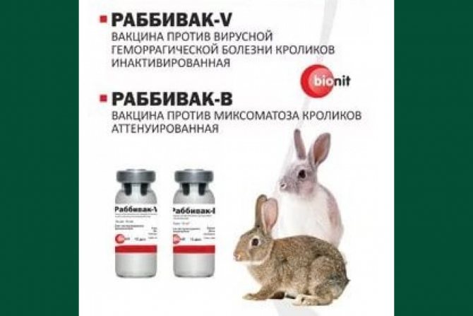 Миксоматоз у кроликов: лечение и профилактика в домашних условиях