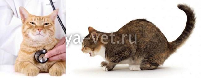 Что делать, если кошка хрипит, тяжело дышит открытым ртом