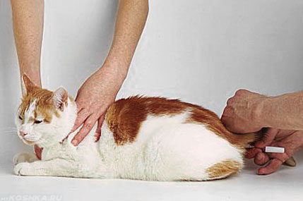 Как определить, есть ли у кошки жар, и как измерить температуру кошке | hill's