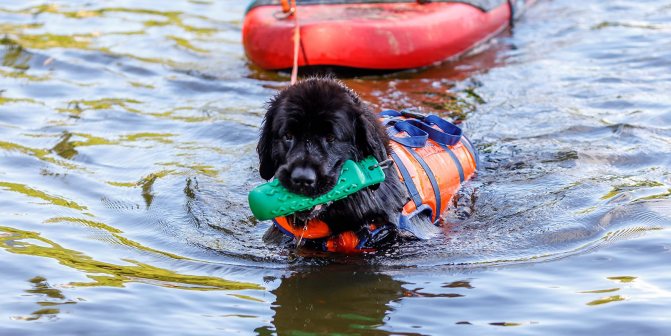 Породы собак-спасателей: спасатели в экстренных службах, на воде, в горах, подготовка собак с спасательной службе